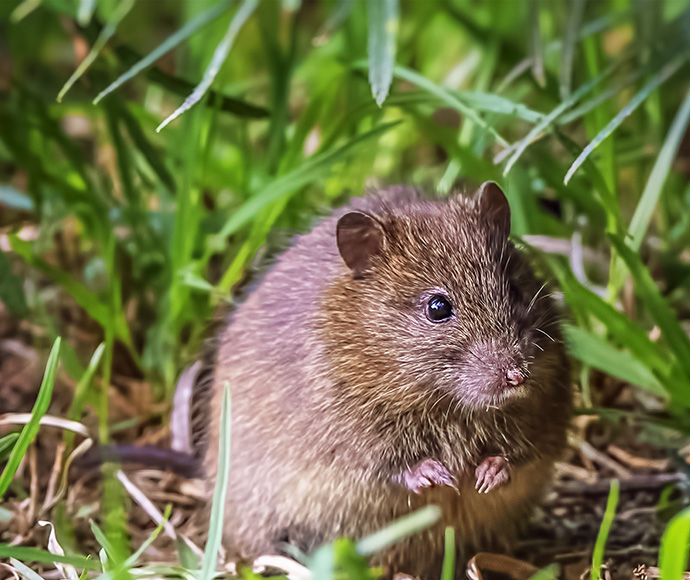 Bush rat couched in a patch of grass eating.