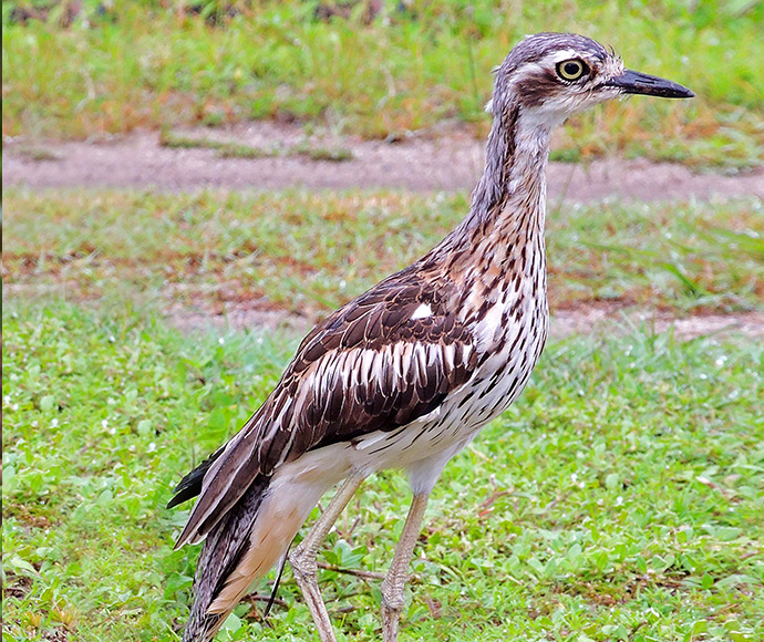 "A bush stone-curlew (Burhinus grallarius) standing on a grassy area. The bird has a slender body with long legs, a long neck, and a distinctive large yellow eye. Its plumage is a mix of brown, white, and black patterns, providing excellent camouflage in its natural habitat. The background shows a mix of grass and a dirt path.