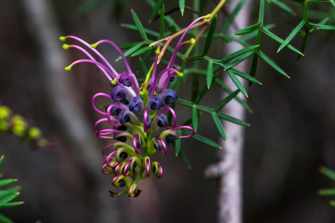 Thin, curling puple plant