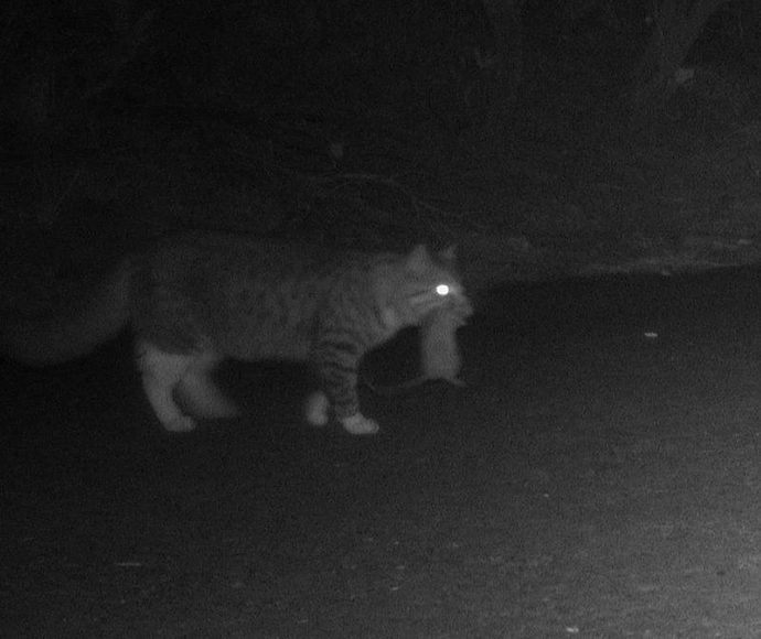 Cat (Felis catus) with native rat on sensor camera.