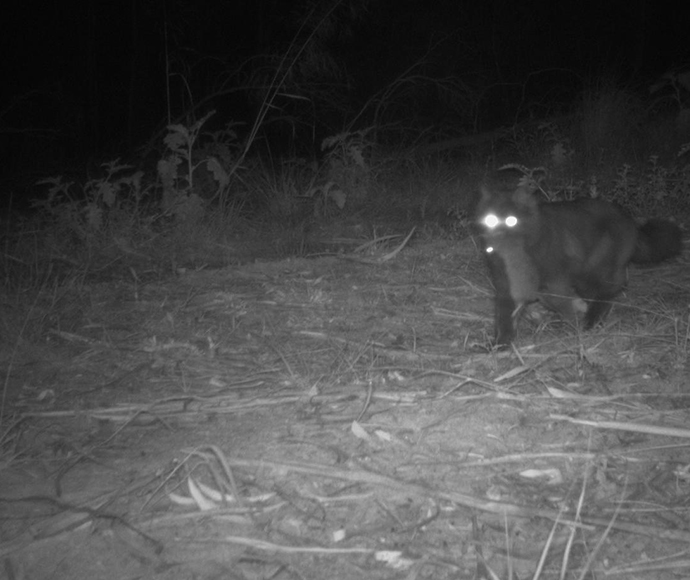 Cat (Felis catus) sitting on the ground with native rat in its mouth, caught on sensor camera at night.