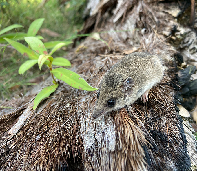 Common Dunnart (Sminthopsis murina) standing on a rock. This small marsupial has a slender body, pointed snout, and large, dark eyes. Its fur is a mix of grey and brown, with a lighter underbelly.