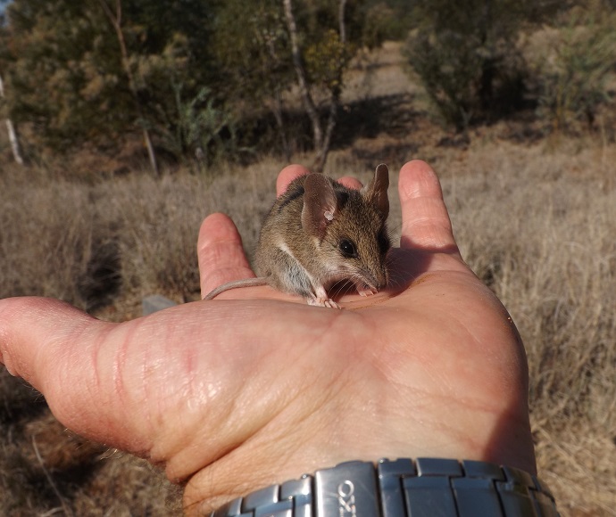 Small, mouse like, dunnart sitting in the palm of a person's hand.