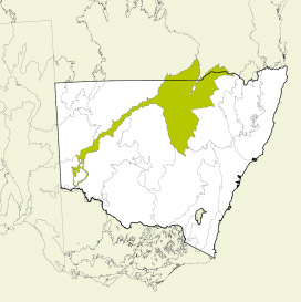 Map of New South Wales, Australia, highlighting the Darling Riverine Plains bioregion in green. The rest of the state is shown in white, with some geographical features like rivers and mountain ranges outlined.