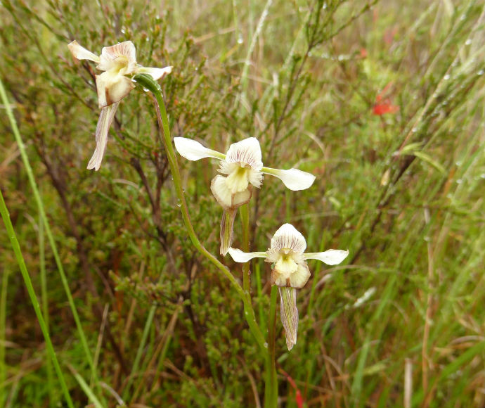 Close-up of three white donkey orchids with delicate striped petals in a lush, green meadow. The scene conveys a sense of tranquillity and natural beauty.