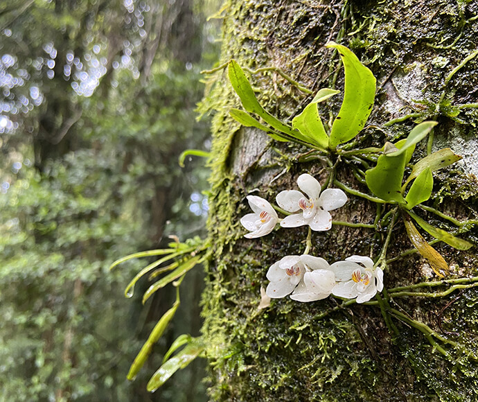 Subtropical rainforest in Dorrigo National Park, featuring dense, lush greenery, towering trees, and small white flowers in the foreground.