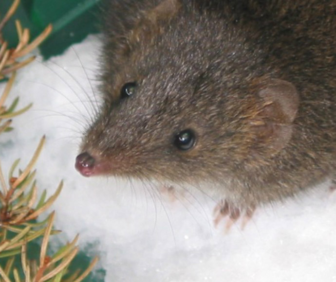 A Dusky antechinus (Antechinus swainsonii) standing in a snowy landscape, featuring its dark fur, pointed snout, and alert posture, surrounded by a blanket of white snow.