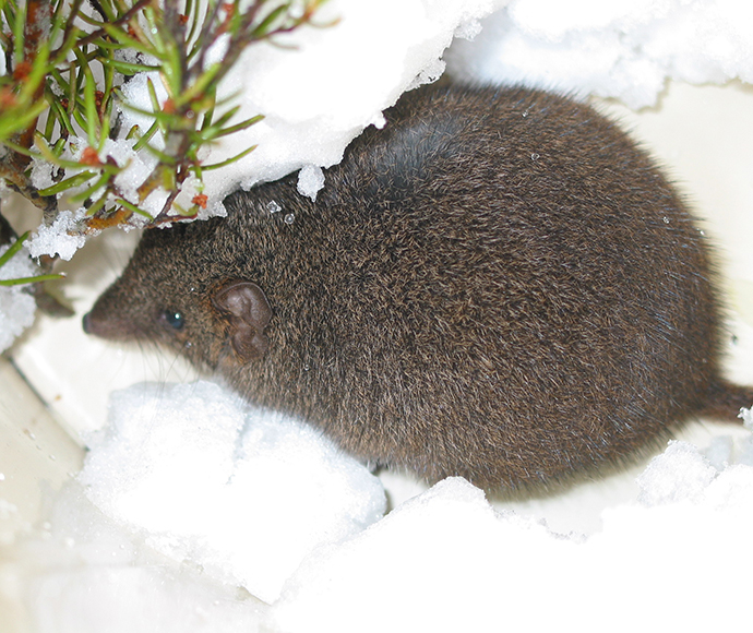 An image of a dusky antechinus (Antechinus swainsonii). These small, carnivorous marsupials are native to Australia and are known for their high-energy lifestyle. They primarily feed on insects and other small invertebrates.