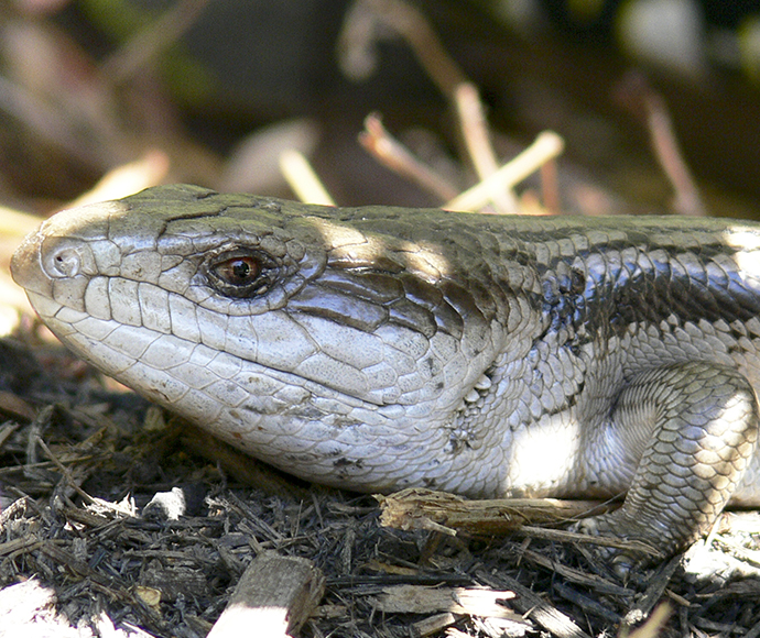 Close-up of a skink resting on dry leaves and twigs. The skink's textured scales and calm demeanour are highlighted in sunlight.