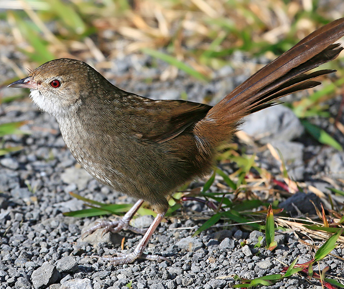 A small, brown Eastern bristlebird with a long tail stands on gravel and grass. The bird has red eyes and a white throat, appearing alert against a blurred background.