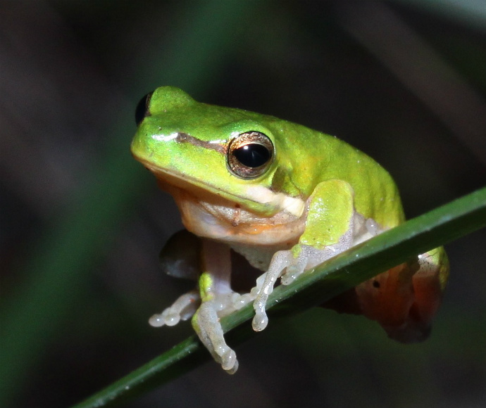 Close-up of a bright green eastern dwarf tree frog perched on a diagonal blade of grass. The frog's large, glossy eyes and smooth skin are prominent.