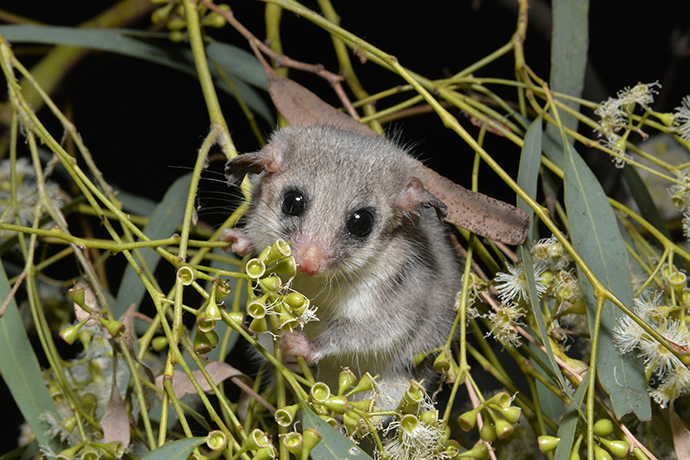 Grey furry marsupial pigmy possum with pink nose and whiskers holding on to the branches of Eastern Suburbs banksia scrub nectar-rich flowers.