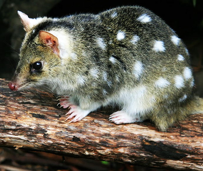 Eastern quoll (Dasyurus viverrinus) sitting on a tree branch. 