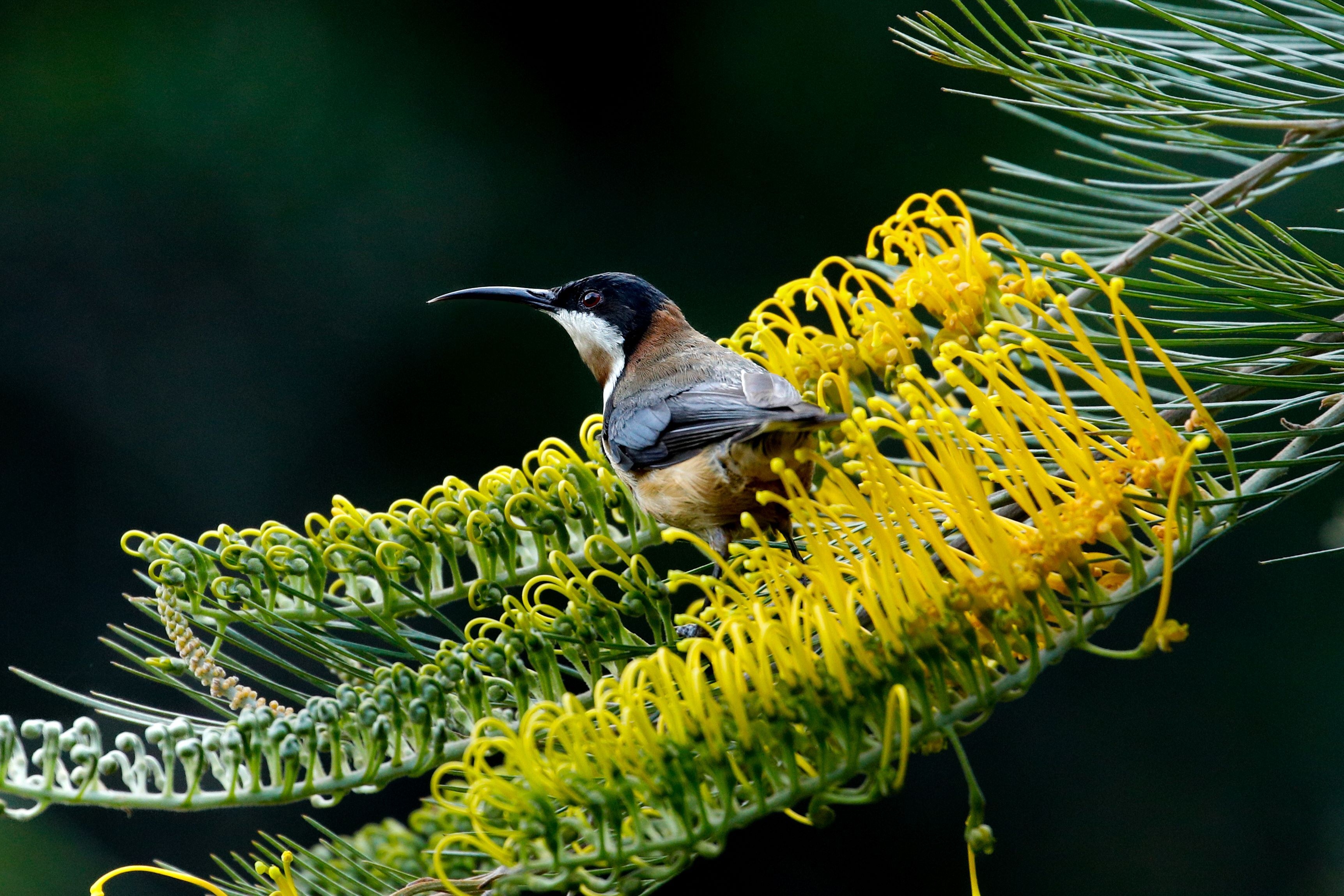 Black-headed eastern spinebill with russet underside and white markings sits on grevillia with green mottled background