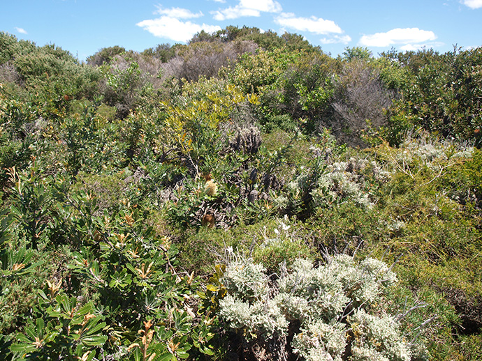 Low woodland/heathland that has banksia flower spikes and areas of lighter foliage of flannel flowers in the foreground with blue sky with clouds in the background