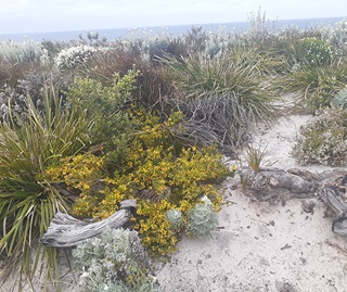 Photo of Eastern Suburbs banksia scrub subcommunity, coastal sandplain heath. The image shows a dense, low-lying shrubland with a variety of native Australian plants, including banksias, tea-trees, and wattles. The vegetation is adapted to sandy, nutrient-poor soils and coastal conditions, with many plants displaying tough, leathery leaves and vibrant flowers.