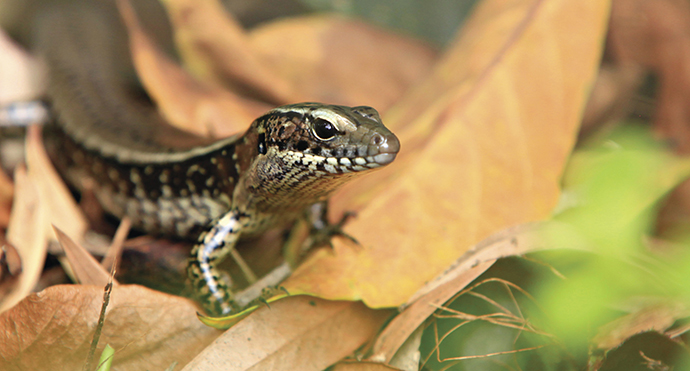 A skink with a speckled pattern crawls over dry brown and yellow leaves. The scene evokes a natural, serene setting in a forest or garden.