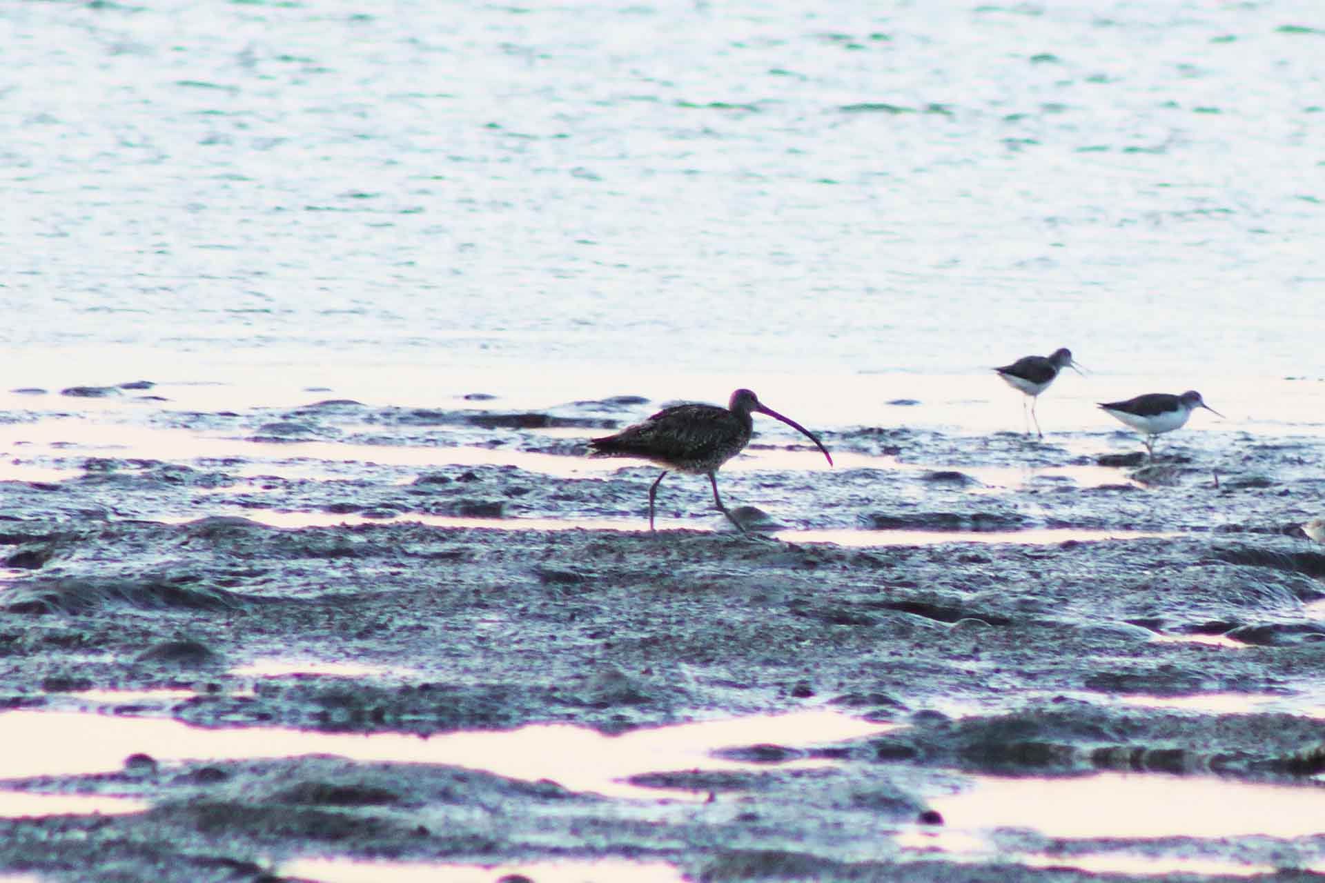 Brownish bird with long legs and very long, thin, curved beak