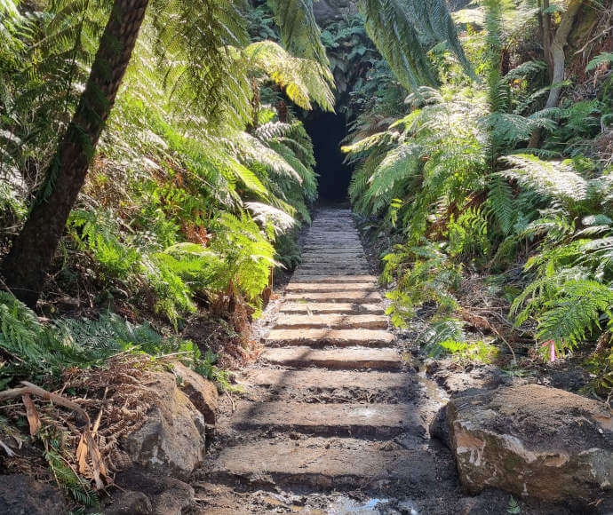 A path of oblong-shaped stone steps bordered by ferns and fronds with dappled green light coming through, leading to the dark shape of the Glow Worm Tunnel entrance in the middle distance