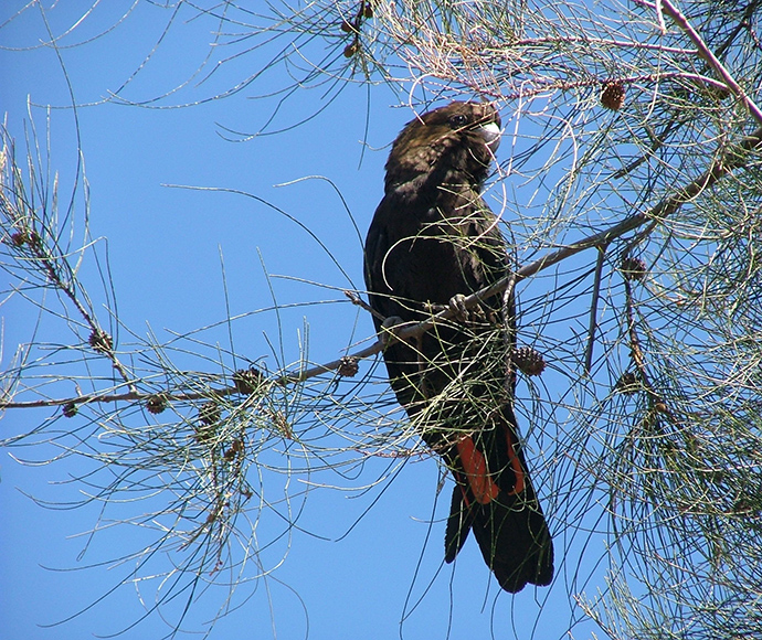 A black cockatoo with red tail feathers sits on a branch against a clear blue sky. The bird is surrounded by sparse, needle-like pine foliage.