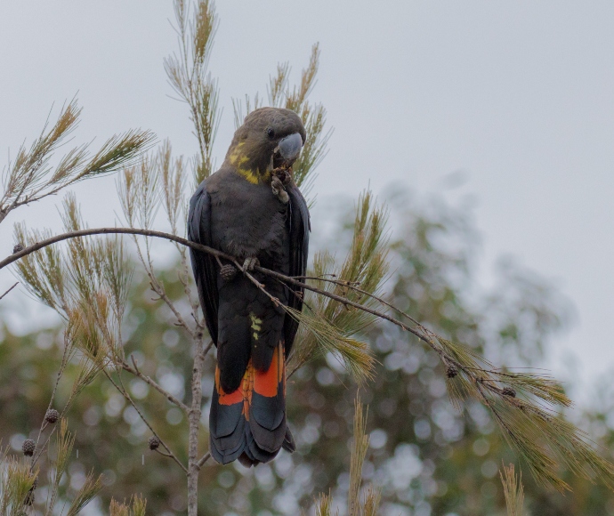 A black cockatoo with striking red tail feathers perches on a thin, bending branch against a cloudy sky, conveying a serene, natural scene.