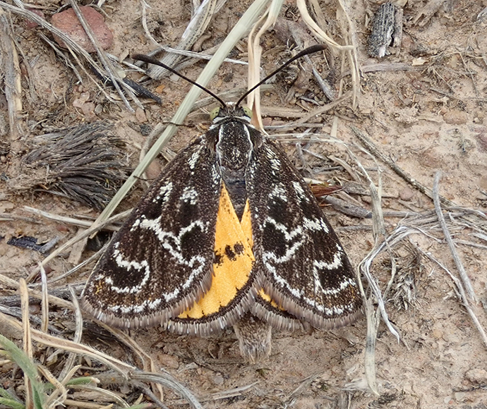 A vibrantly patterned golden sun moth rests on the ground, displaying brown wings with intricate white markings and a striking orange patch. The earthy background enhances its detailed design.