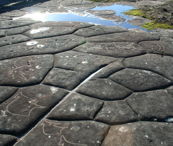 Ancient Aboriginal rock carvings at the Guringai site, etched into a sandstone surface. The engravings feature distinctive shapes and patterns, including circles and linework, symbolising cultural stories and heritage. The conservation project highlights the importance of preserving these significant carvings to maintain connections to Indigenous history and traditions.