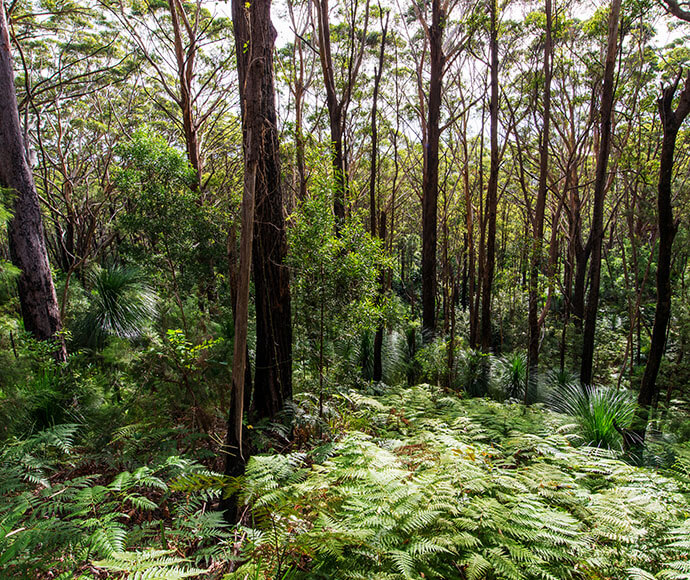 "A dense forest with tall, slender trees and lush undergrowth of ferns and other green vegetation. The trees have thin trunks and are closely spaced, allowing light to filter through the canopy. The forest floor is covered with a thick layer of ferns, creating a vibrant green carpet. The scene is serene and natural, showcasing the beauty of a thriving forest ecosystem.