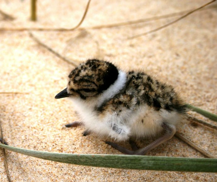 A fluffy, brown and white hooded plover chick rests on sandy ground among wispy grass. The setting is peaceful, evoking a sense of tranquillity and new beginnings.