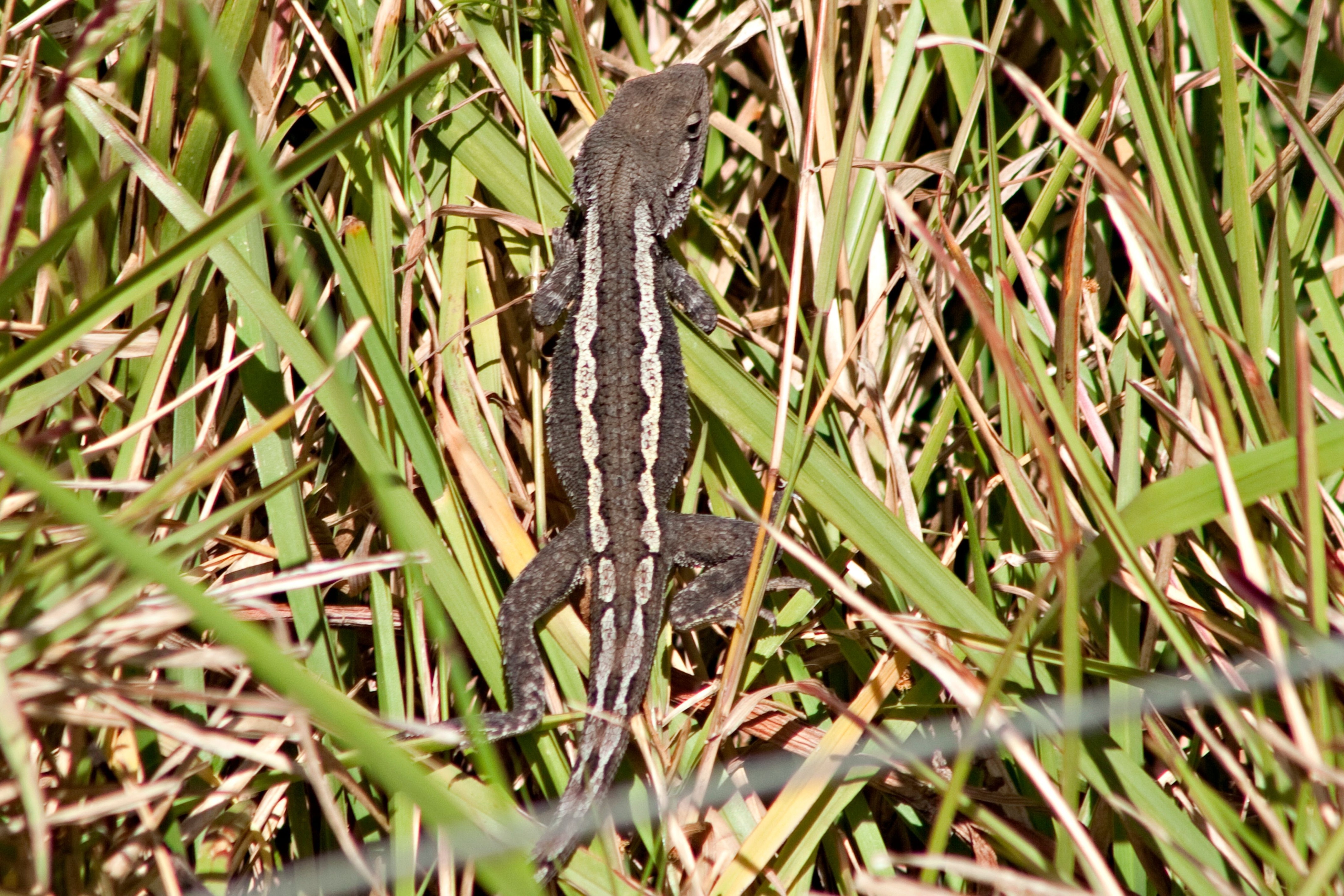 Jacky dragon lizard (Amphibolurus muricatus) sitting on green grass. The lizard has a pale grey to dark brown body with dark patches along its back, interrupted by pale blotches forming a continuous stripe. It has a bright yellow mouth lining and well-developed vertebral crest.