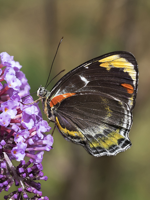 A butterfly with striking black, yellow, and orange patterns on its wings rests on vibrant purple flowers against a blurred green background.