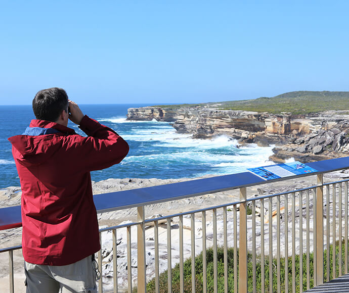 The image shows a person in a red jacket standing on a whale watching platform at Cape Solander, Kamay Botany Bay National Park. The person is looking through binoculars towards the ocean, where waves are crashing against the rocky cliffs. The platform has a metal railing and an informational sign. The scene is set on a clear day with a bright blue sky, making it an ideal spot for observing marine life and enjoying the coastal landscape.