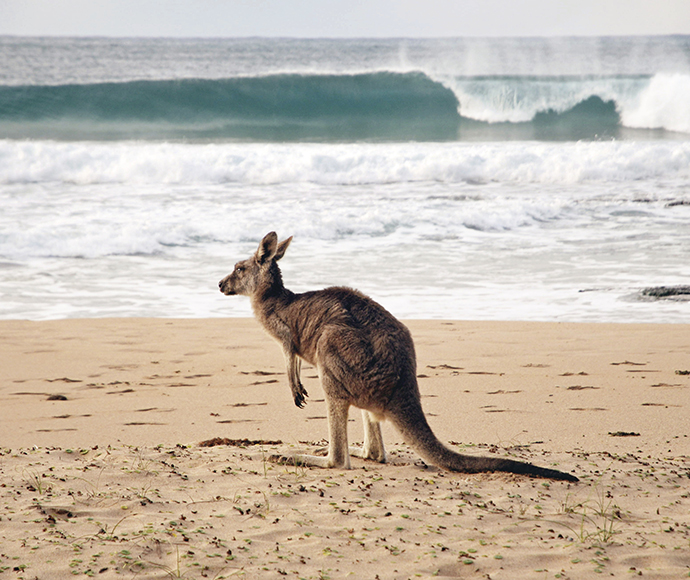 A kangaroo stands on a sandy beach with ocean waves in the background. The scene conveys a peaceful, natural setting with a blend of land and sea.