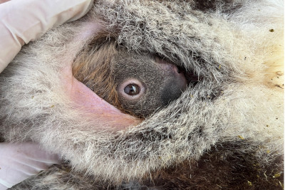 The eye of a baby koala looks out of its mother's pouch held open by a human hand with latex glove on