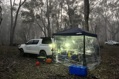 A transparent tent with a light on inside forms a koala field hospital set up in a small clearing in a bush area the 