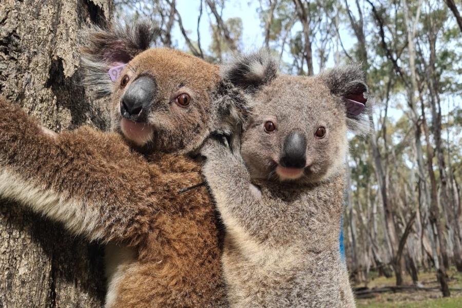 A mother koala with brown fur and a baby koala with grey fur on her back whilst she clings to a tree trunk