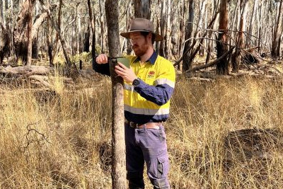 Researcher in the field attaching an acoustic recorder to monitor koala vocalisations to the trunk of a tree