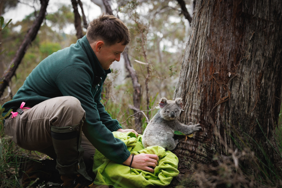 A koala holds onto the base of a large tree trunk as a researcher kneels on the ground behind the animal holding the bag from which it was released