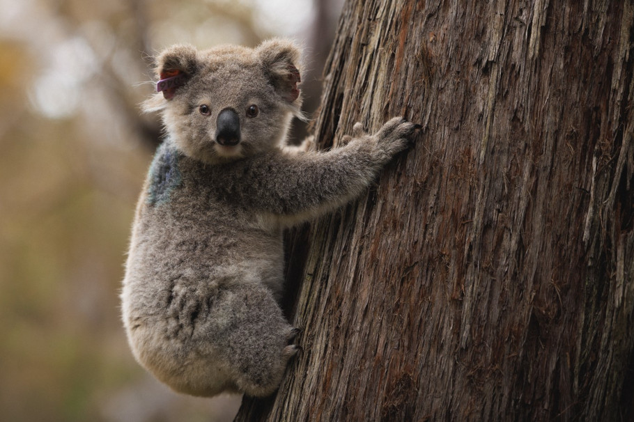 Koala turns its head to face the camera whist holding onto the trunk of a large tree 