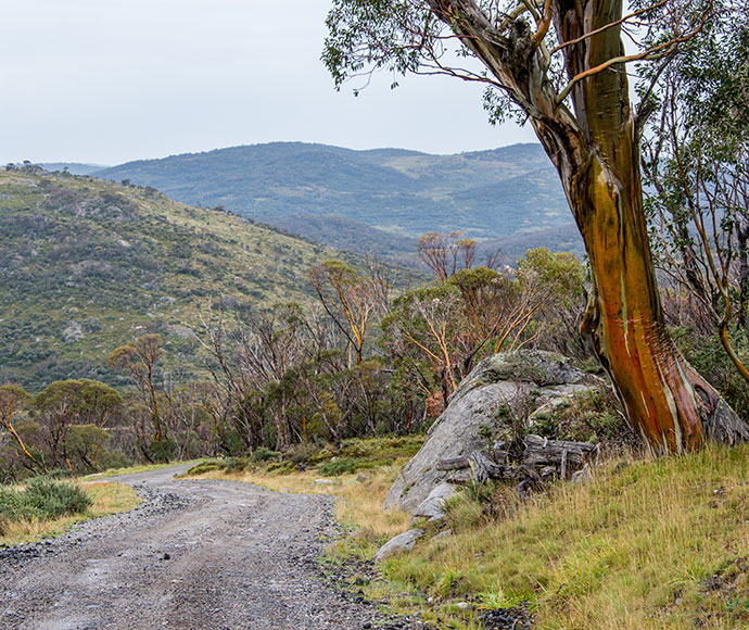 Colorful snow gum trees with twisted trunks and vibrant bark in Kosciuszko National Park, set against a backdrop of lush greenery and clear blue sky.