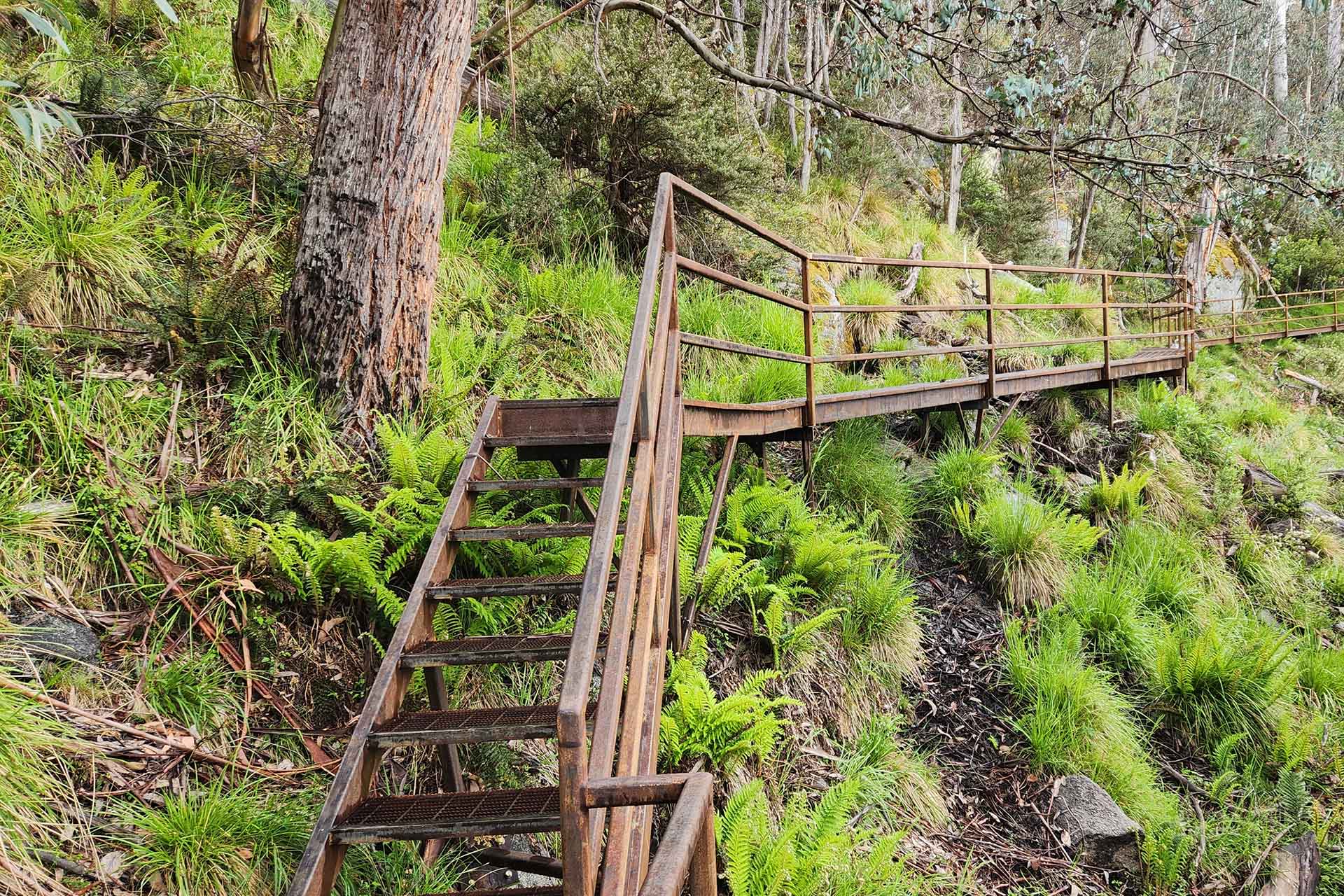 Steel stairs up through bush and past tree