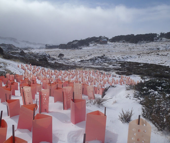 A view of the Rock Creek rehabilitation project in Perisher Valley, featuring newly planted trees wrapped in red protective mesh. In the background, snow-capped mountains rise above the landscape, with two storey buildings visible far away, highlighting conservation efforts in Kosciuszko National Park.