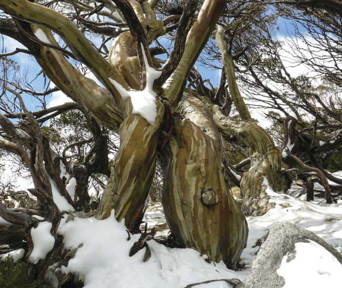 A snow-covered habitat of the Broad-toothed rat (Mastacomys fuscus) beneath a snow gum tree (Eucalyptus pauciflora) in Kosciuszko National Park, showcasing the environment of the Broad-toothed rat (Mastacomys fuscus), with the tree’s distinctive bark and foliage visible.