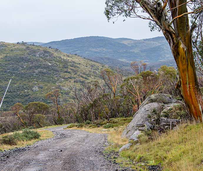 Colorful snow gums (Eucalyptus pauciflora) lining the road along the Perisher to Blue Cow walk in Kosciuszko National Park, with a clear sky overhead and majestic mountains in the background.