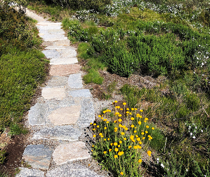 A view of the second stage of the Snowies Alpine Walk, between Guthega and Charlotte Pass in Kosciuszko National Park,