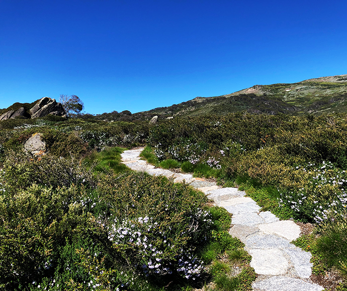 A view of the Snowies Alpine Walk in Kosciuszko National Park, featuring a well-maintained walking track winding through lush green alpine vegetation. 