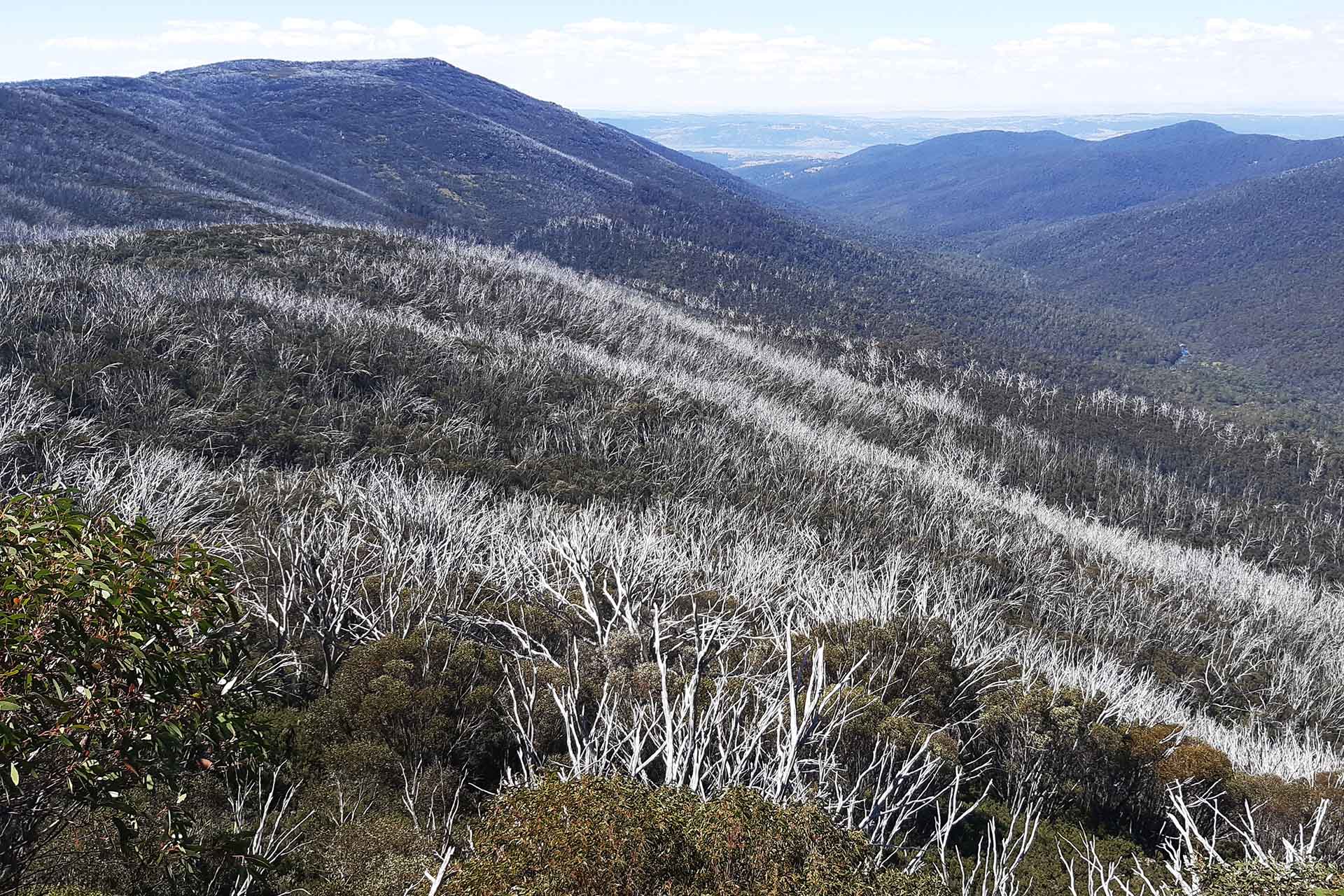 View of dead trees to distance