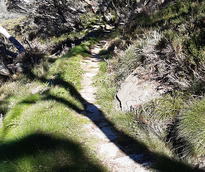 A view of the Snowies Alpine Walk, from Charlotte pass to Perisher, descending a slope surrounded by trees