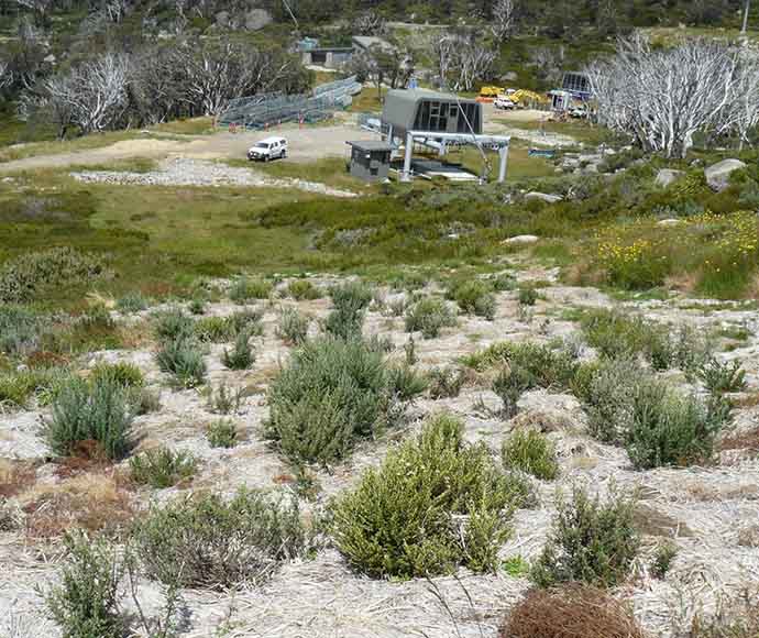 A view of vegetation rehabilitation efforts in Perisher, March 2015, featuring newly planted native plants and restored landscapes, with a ski lift construction site and vehicles visible in the background.