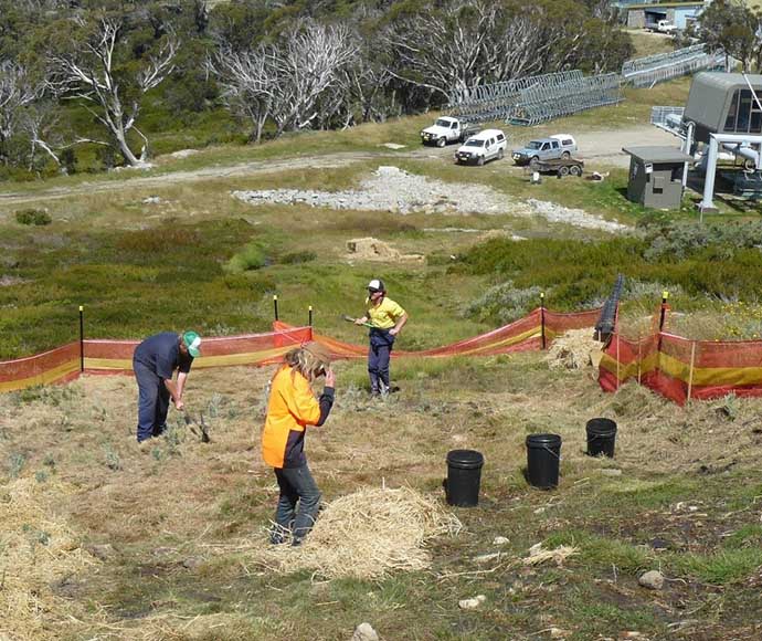 This image highlights ongoing vegetation rehabilitation efforts in Kosciuszko National Park, particularly in the Perisher area. These projects are essential for restoring native plant communities and improving habitat quality for local wildlife.